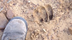 pawprint; Cabins at Strawberry Trail