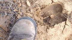 pawprint; Cabins at Strawberry Trail, AZ