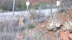 Mule Deer; Red Rock State Park, AZ