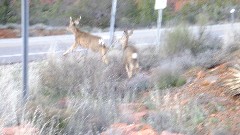 Mule Deer; Red Rock State Park, AZ