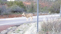 Mule Deer; Red Rock State Park, AZ