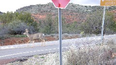 Mule Deer; Red Rock State Park, AZ