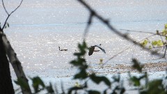 BT; Maumee River