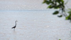 Heron; BT; Maumee River, OH