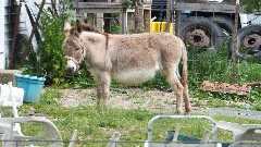 donkey; BT; Bauman Rd, OH