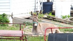 donkey; BT; Bauman Rd, OH