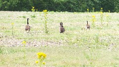 geese; BT; Bauman Rd, OH