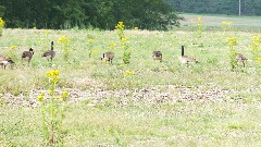 geese; BT; Bauman Rd, OH