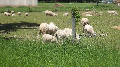 sheep; BT; Townline Rd 131 E; Norwalk, OH