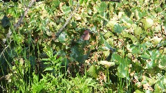 BT; Green Heron; Ohio and Erie Towpath Trail, OH