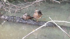 birds; BT; Ohio and Erie Towpath Trail, OH