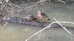 birds; BT; Ohio and Erie Towpath Trail, OH