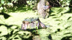 Turtle; BT Peninsula, Ohio and Erie Canal Towpath Trail, OH