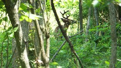 deer; BT; Boston MIlls Rd, OH