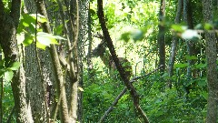 deer; BT; Boston MIlls Rd, OH