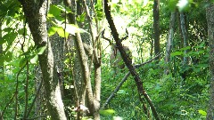 deer; buck; BT; Boston MIlls Rd, OH