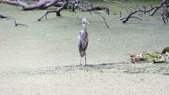 stork; BT; Ohio and Erie Canal Towpath, OH