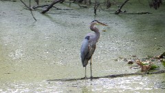 stork; BT; Ohio and Erie Canal Towpath, OH