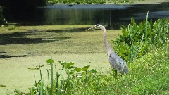 stork; BT; Ohio and Erie Canal Towpath, OH