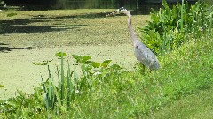 stork; BT; Ohio and Erie Canal Towpath, OH