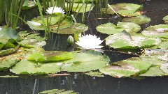 pond lillies; BT; Ohio and Erie Canal, OH