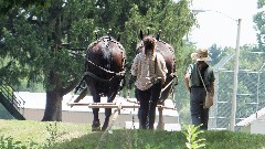 canal boat horses; BT; Ohio and Erie Canal Boat, OH