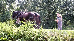 canal boat horses; BT; Ohio and Erie Canal Towpath Trail, OH