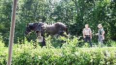 canal boat horses; BT; Ohio and Erie Canal Towpath Trail, OH