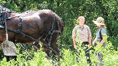 canal boat horses; BT; Ohio and Erie Canal Towpath Trail, OH