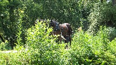 canal boat horses; BT; Ohio and Erie Canal Towpath Trail, OH