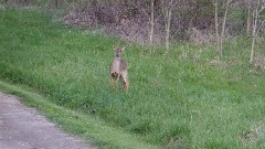 young deer; Alpine Cabin; Ohio Cave Area, OH