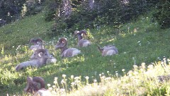 rams; Glacier National Park; Highline Trail, MT