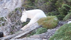 mountain goat; CDT; Montana; Highline Trail