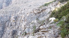 CDT; mountain goat; Montana; Highline Trail