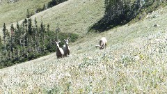 CDT; Montana; Scenic Point