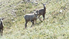 CDT; Montana; Scenic Point