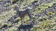 CDT; Montana; Scenic Point