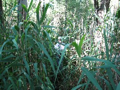 Hiking; Day Trips; Ruth Bennett McDougal Dorrough; Bergen Swamp