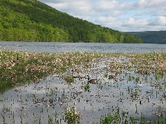 Hiking; Day Trips; Canadice Lake; Geese