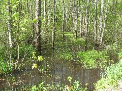 Hiking; Day Trips; Canadice Lake