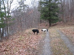 Canadice Lake; Dogs