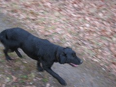 Canadice Lake; Black dog