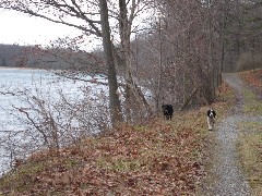 Canadice Lake dogs