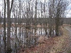 Canadice Lake dogs