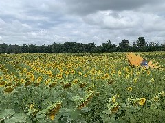 CNB Picnic; Lincoln Hill Farms; Canandaigua, NY; sun flowers