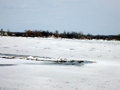 Canandaigua Lake; Gulls on the ice; birds