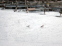 Canandaigua Lake; Gulls on the ice; birds