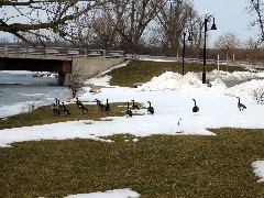 Canandaigua Lake; Geese near Steamboat Landing