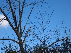 Lagoon Park Canandaigua Lake; Hawk