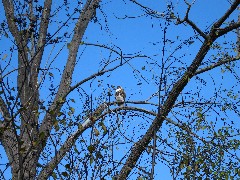 Lagoon Park Canandaigua Lake; Hawk